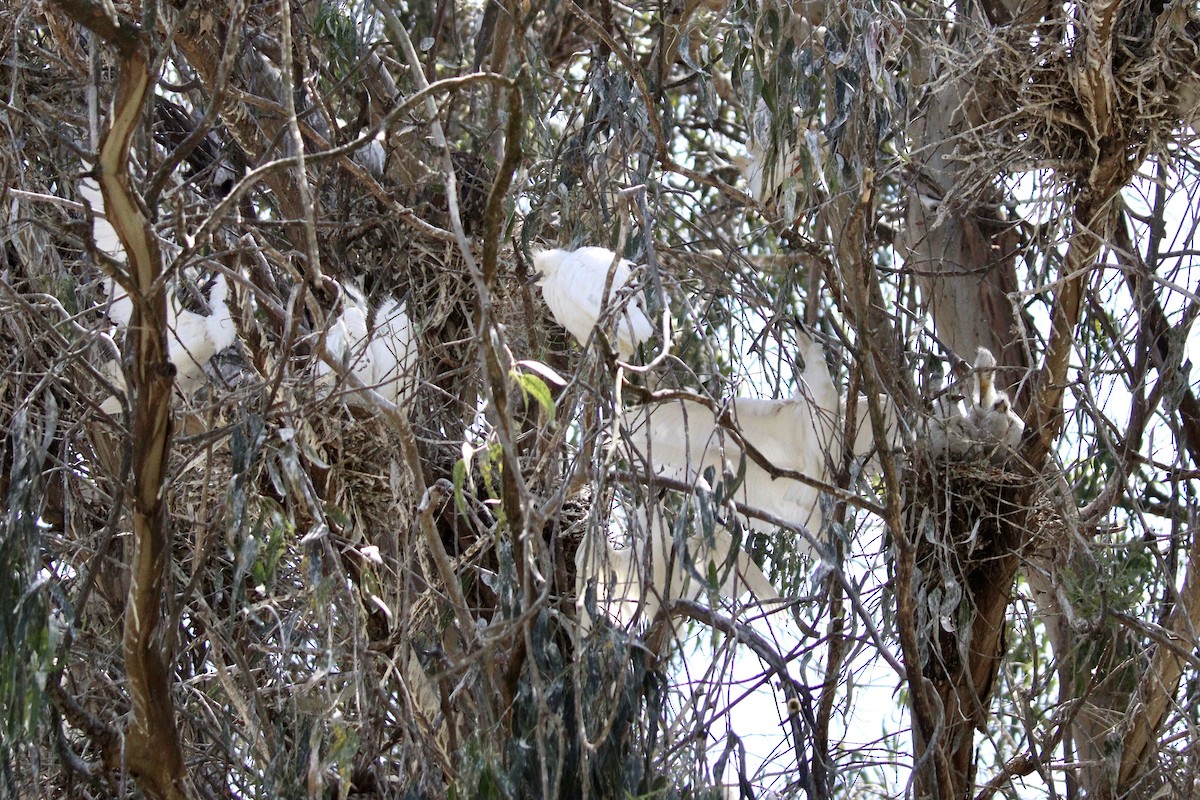 Snowy Egret - ML619646545