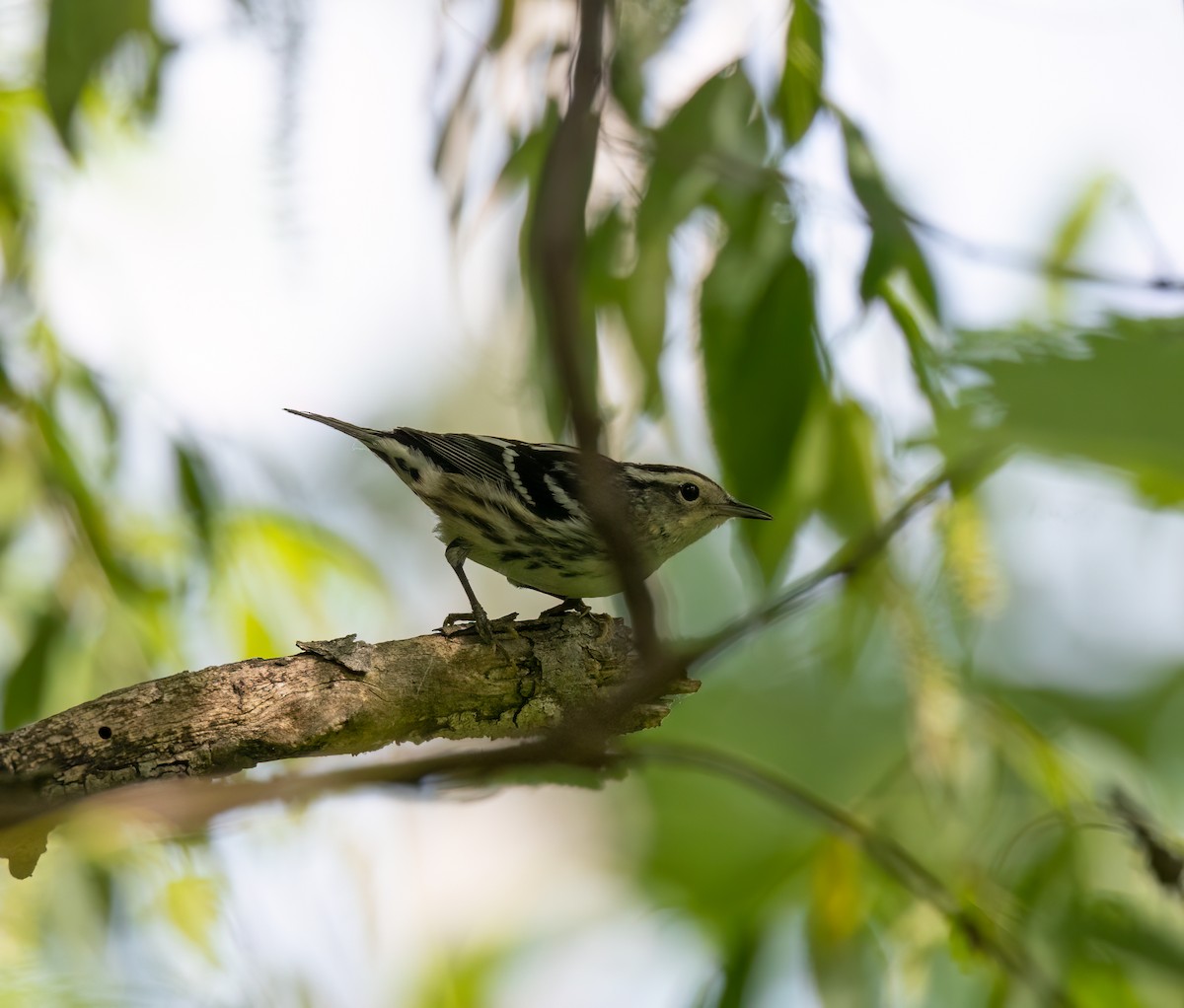 Black-and-white Warbler - ML619646579