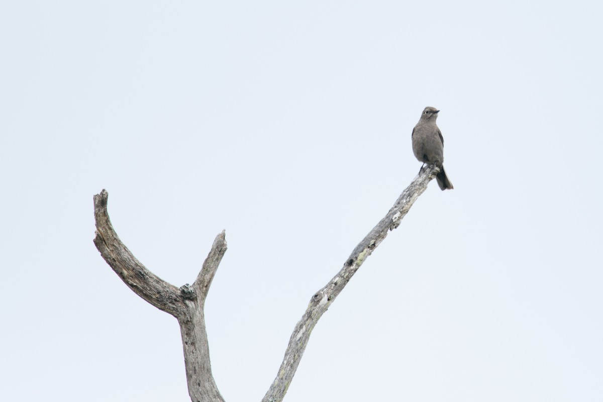 Townsend's Solitaire - ML619646586