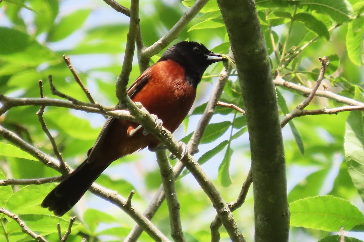 Orchard Oriole - ML619646642