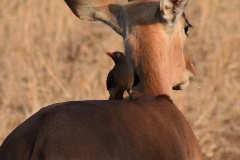 Red-billed Oxpecker - ML619646657