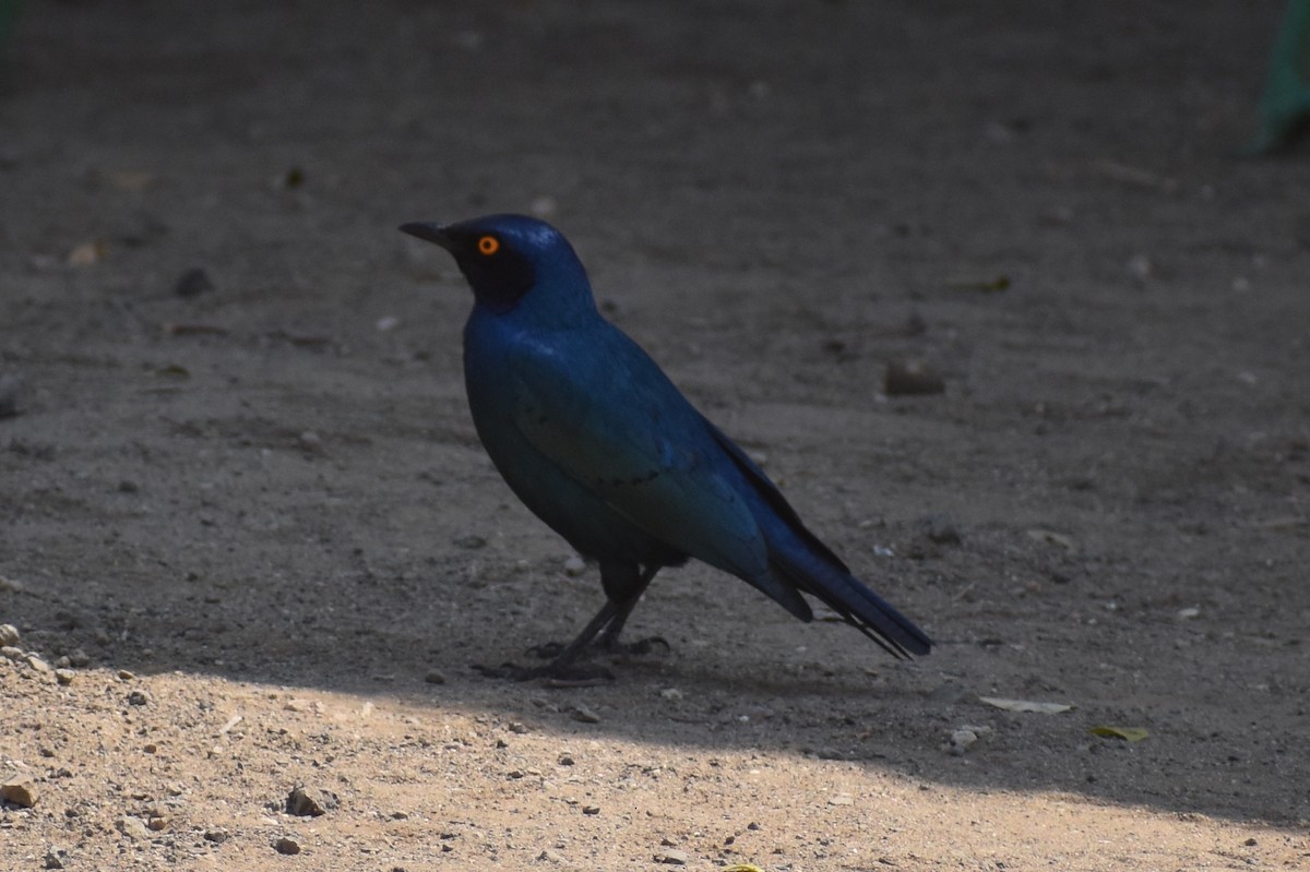 Greater Blue-eared Starling - ML619646695