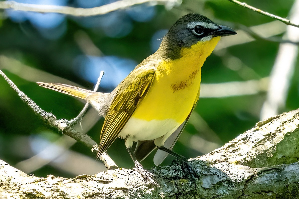 Yellow-breasted Chat - ML619646701