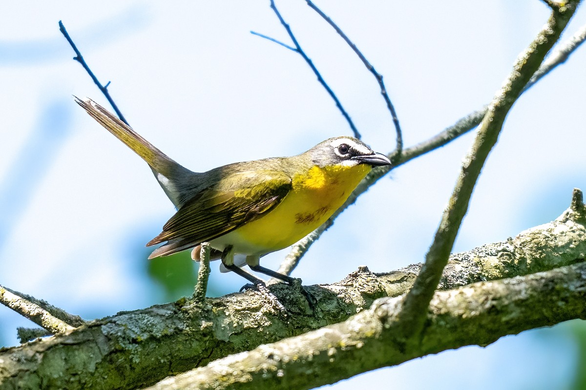 Yellow-breasted Chat - ML619646702