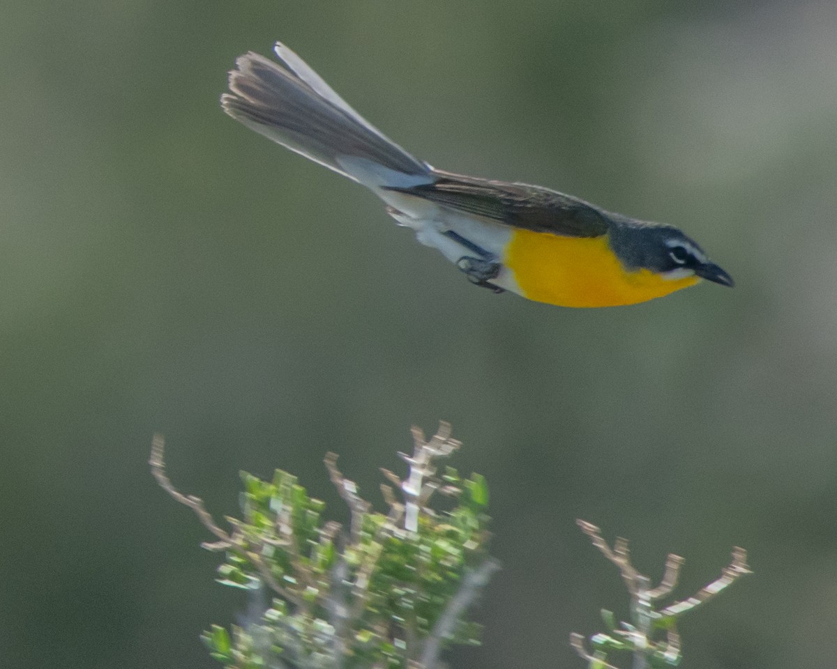 Yellow-breasted Chat - ML619646757