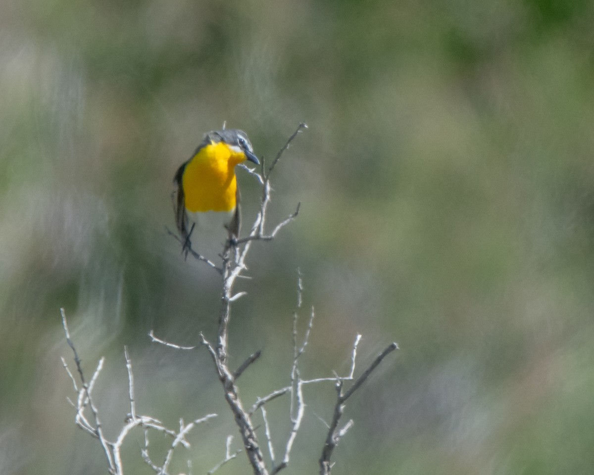 Yellow-breasted Chat - ML619646758