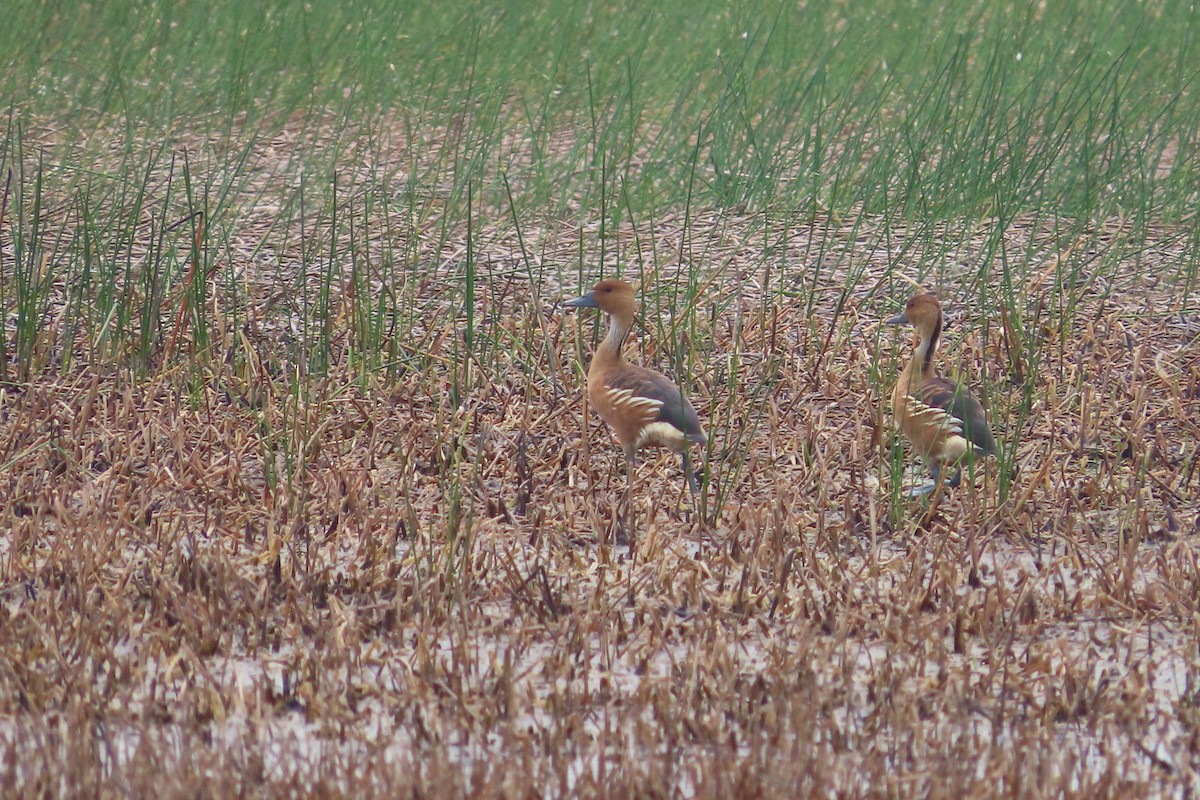 Fulvous Whistling-Duck - ML619646770