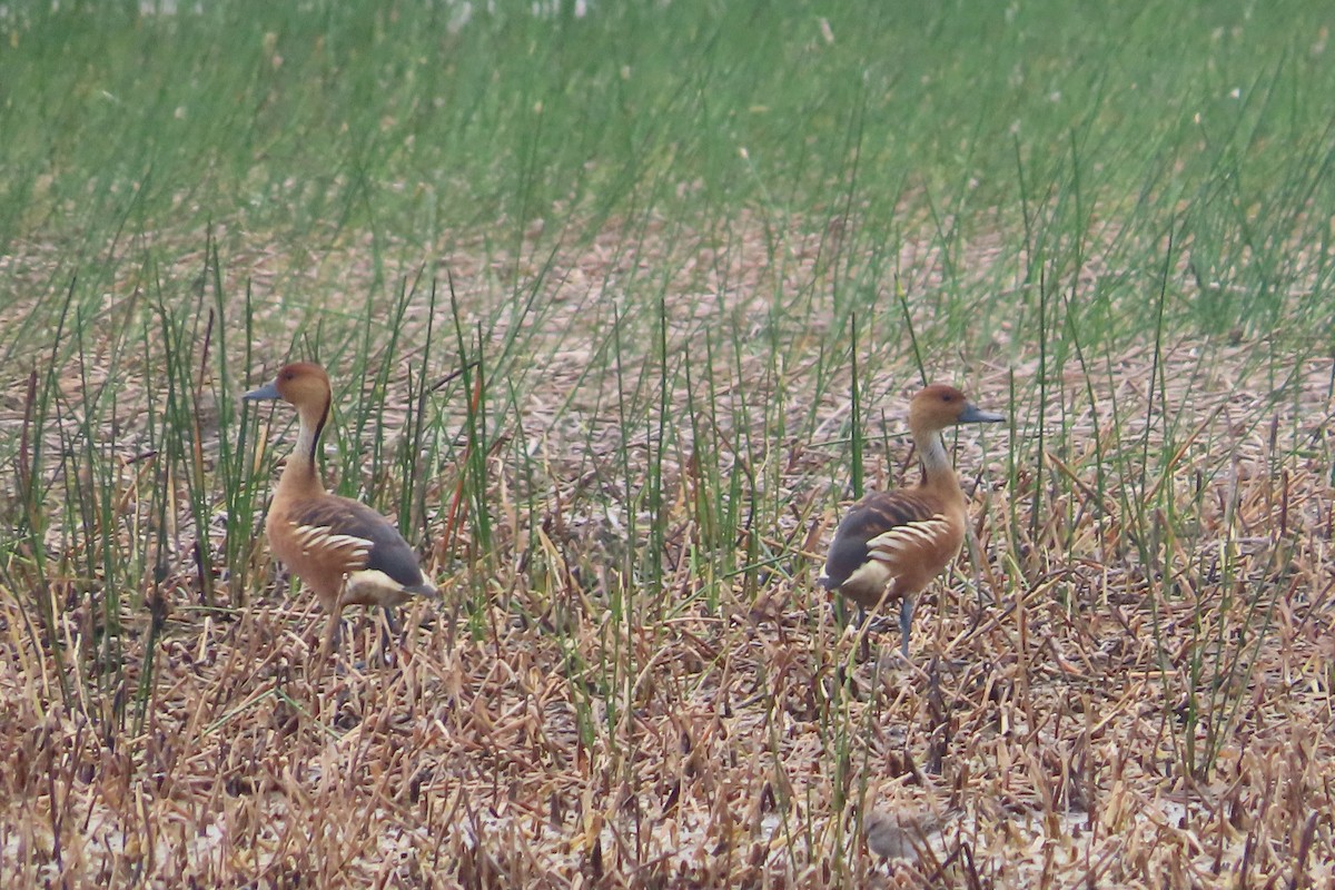 Fulvous Whistling-Duck - ML619646791