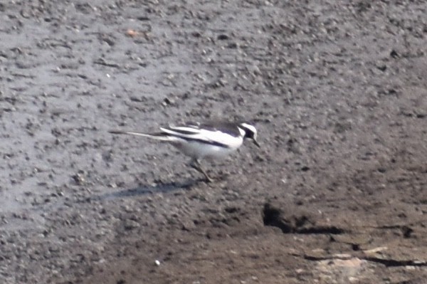 African Pied Wagtail - ML619646801