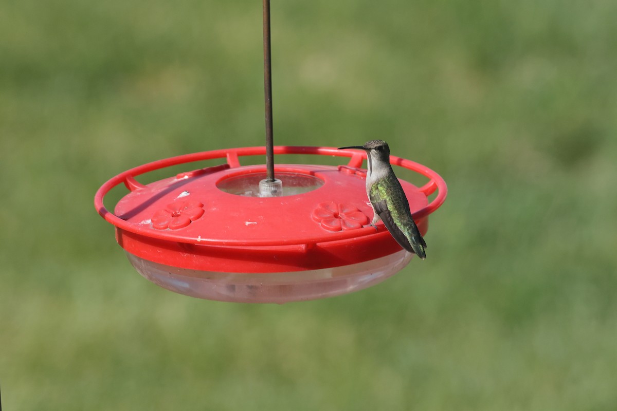 Black-chinned Hummingbird - ML619646825