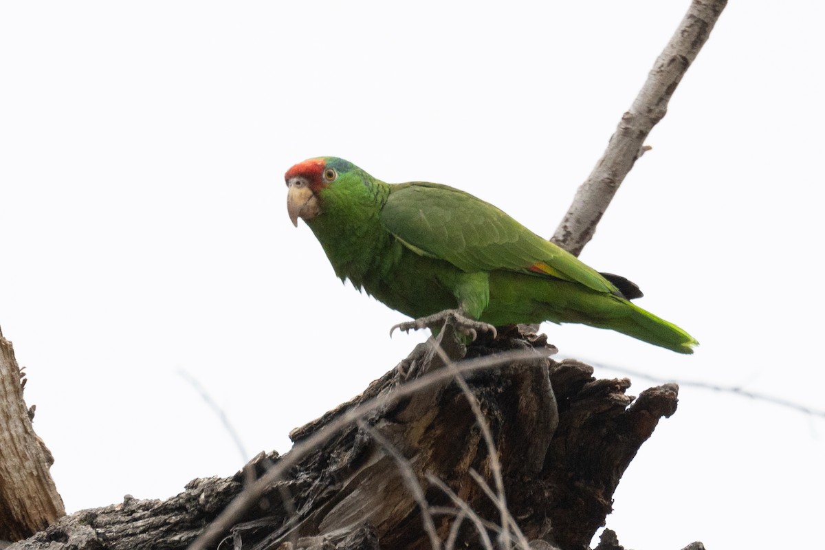 Red-crowned Parrot - ML619646932