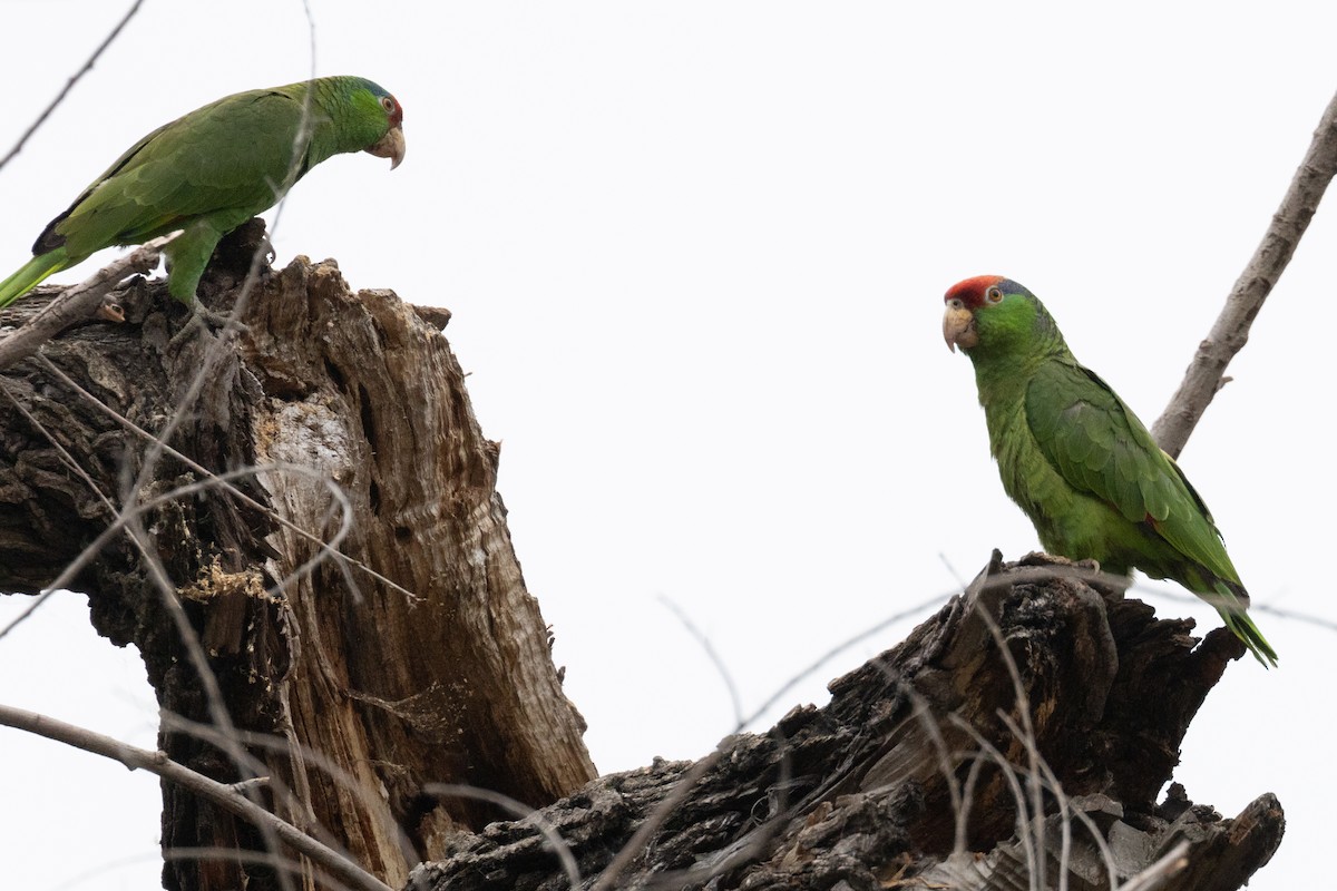 Red-crowned Parrot - ML619646947