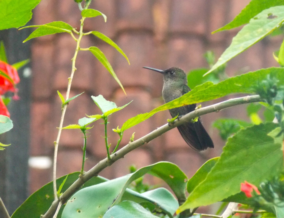 Sombre Hummingbird - ML619646951