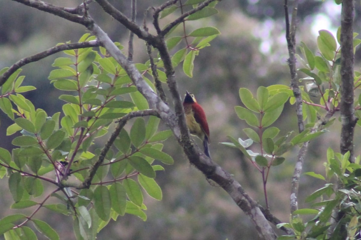 Crimson-mantled Woodpecker - ML619646983