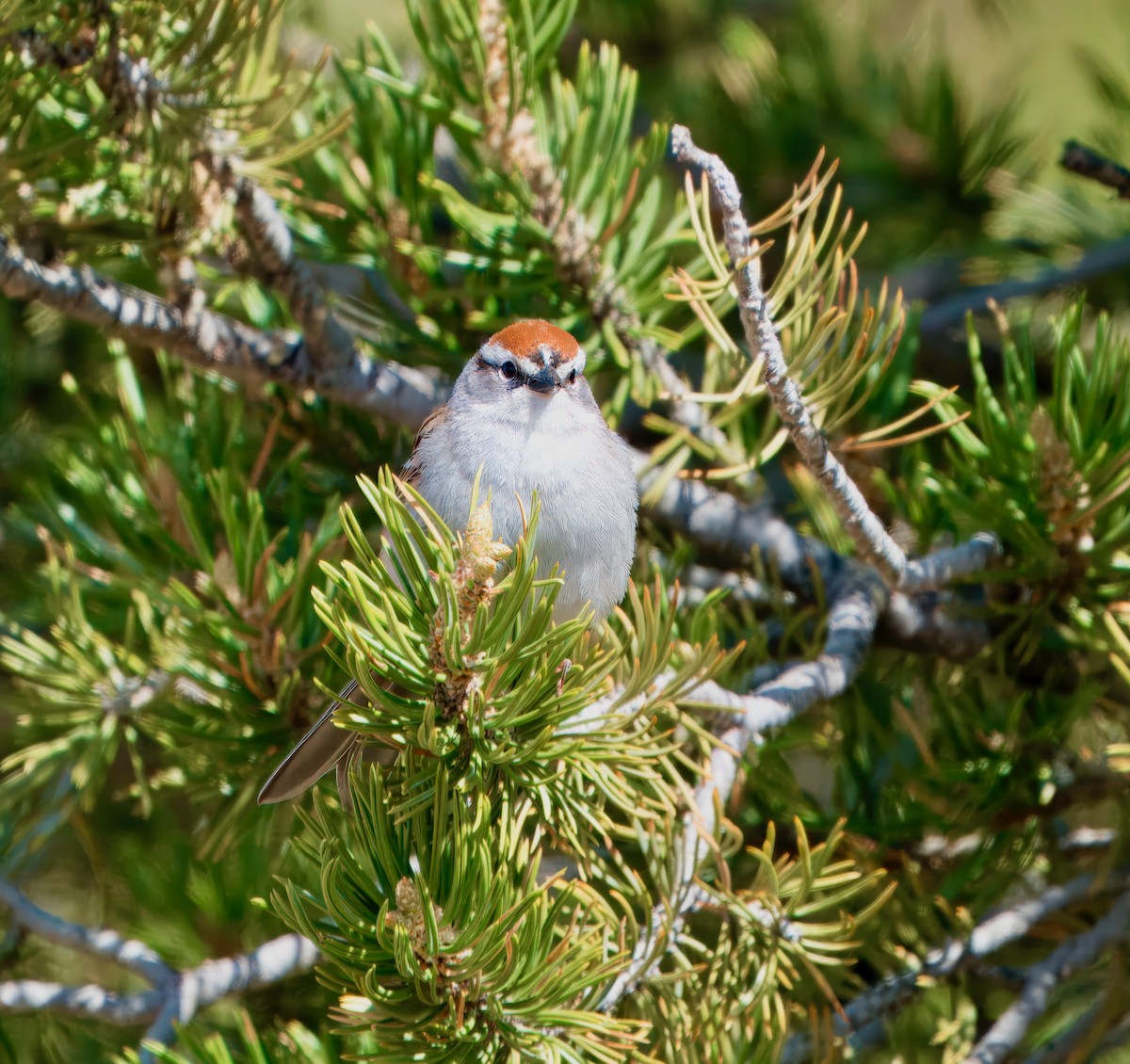 Chipping Sparrow - ML619646997