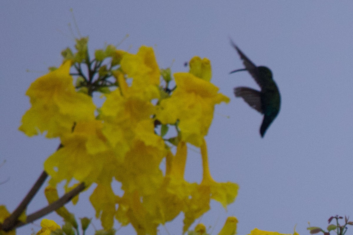 kolibřík hedvábný - ML619647005