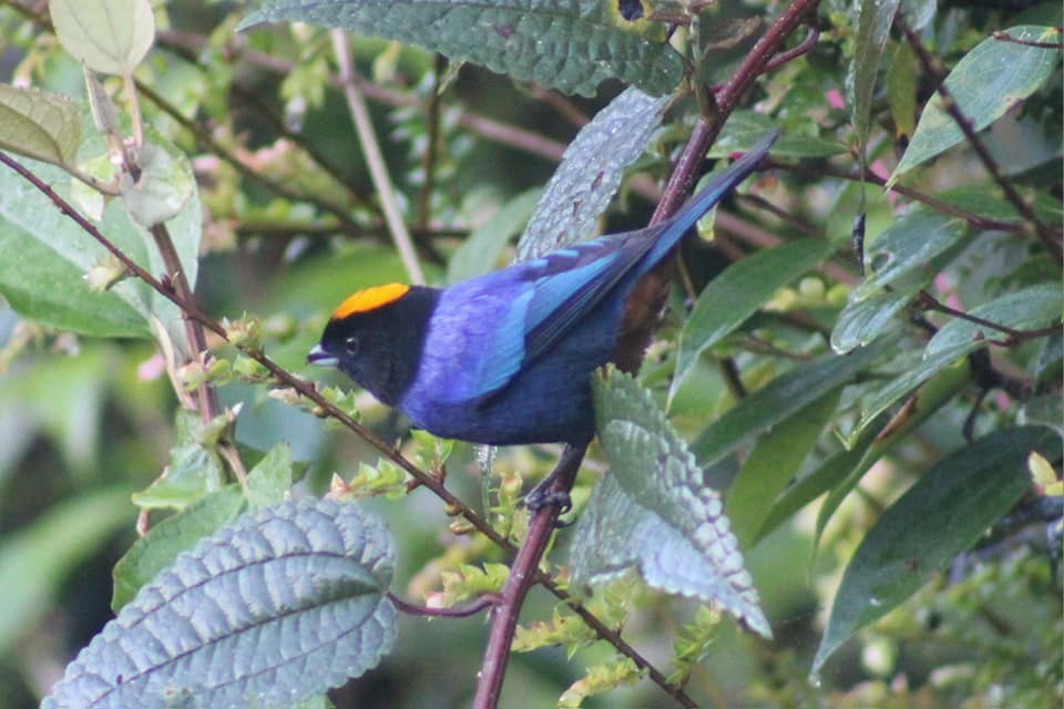 Golden-crowned Tanager - ML619647046