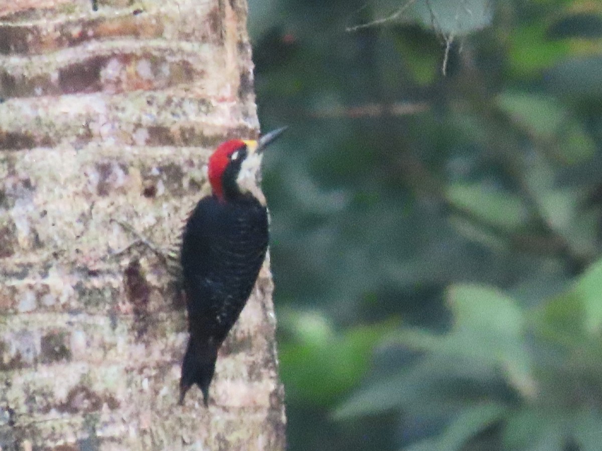 Black-cheeked Woodpecker - ML619647055