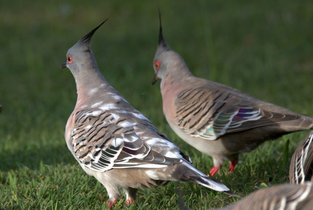 Crested Pigeon - ML619647081