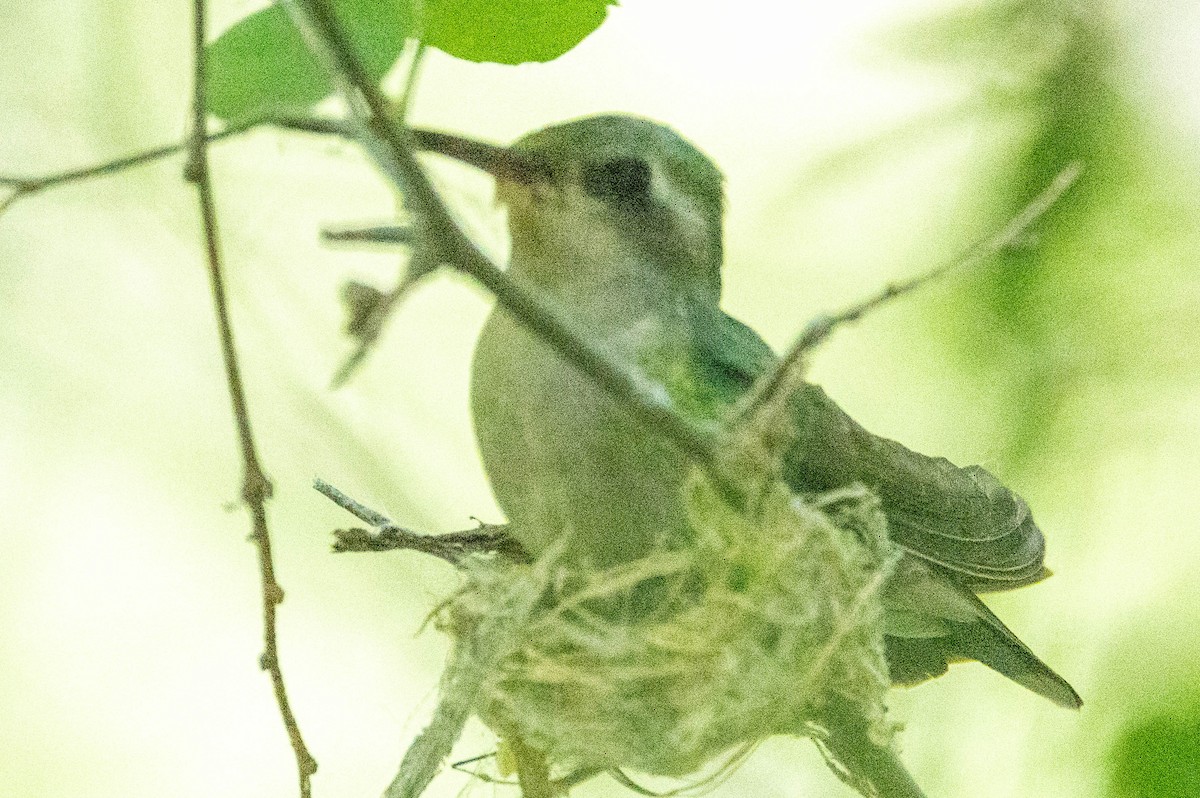 Costa's Hummingbird - ML619647087