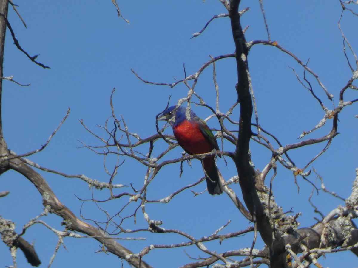 Painted Bunting - ML619647111