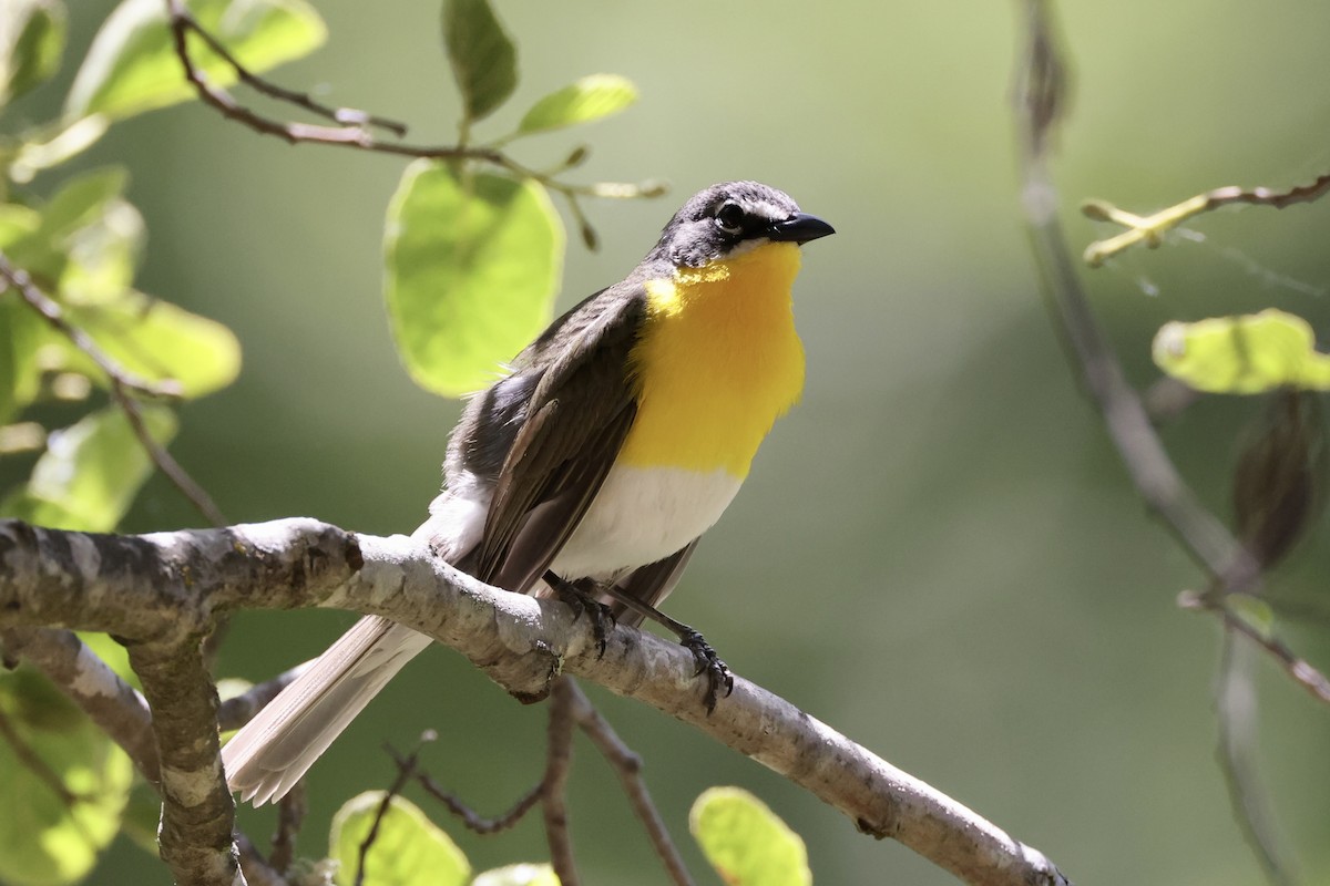 Yellow-breasted Chat - ML619647114