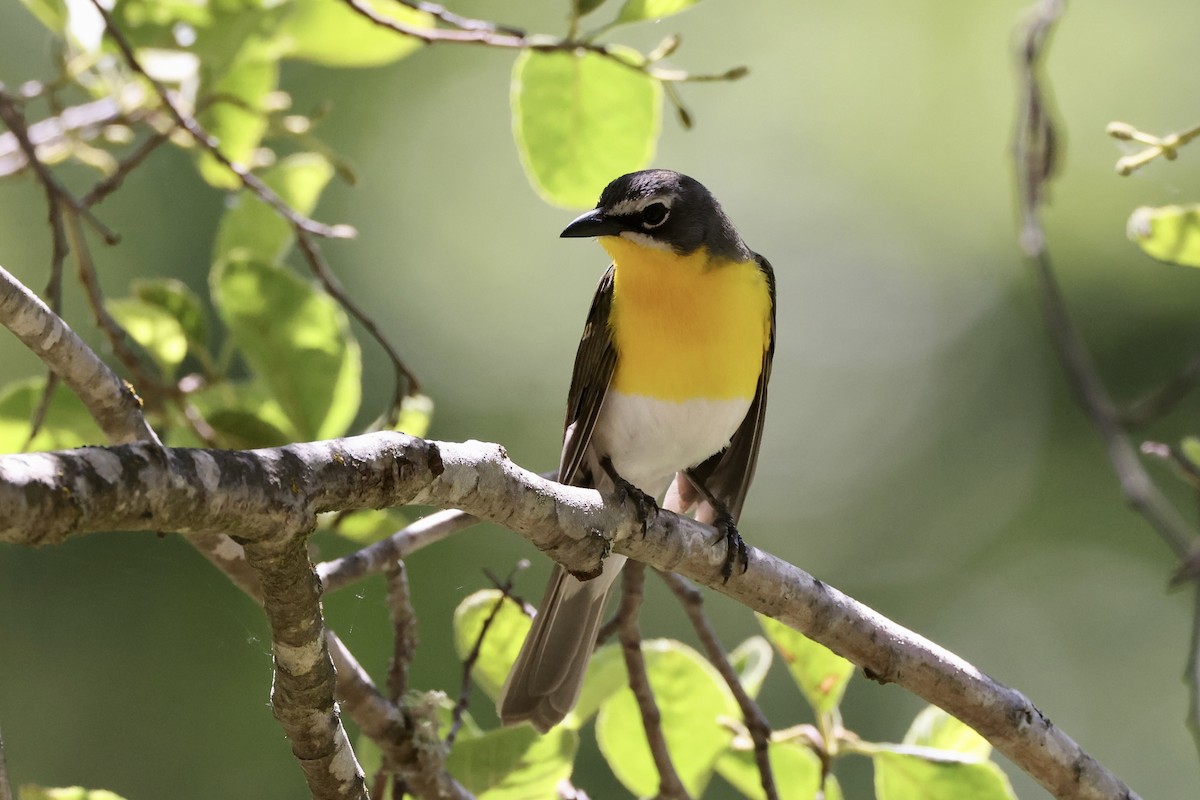 Yellow-breasted Chat - ML619647123