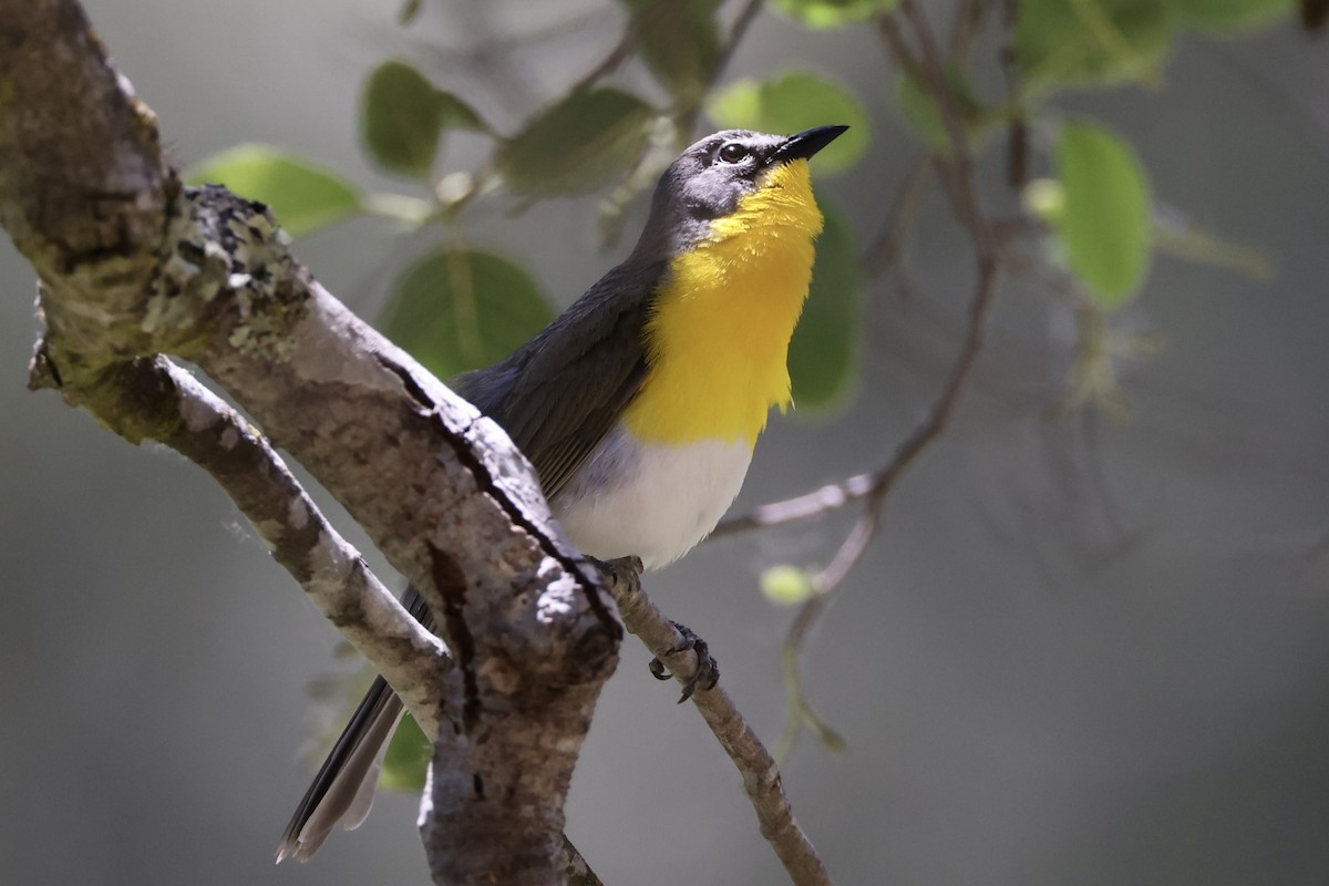 Yellow-breasted Chat - ML619647130