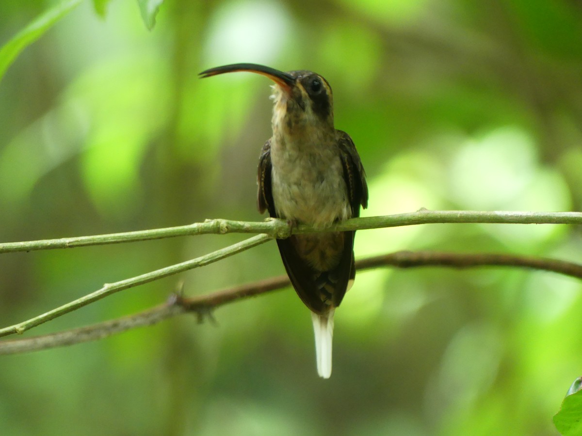 Long-billed Hermit (Central American) - ML619647132