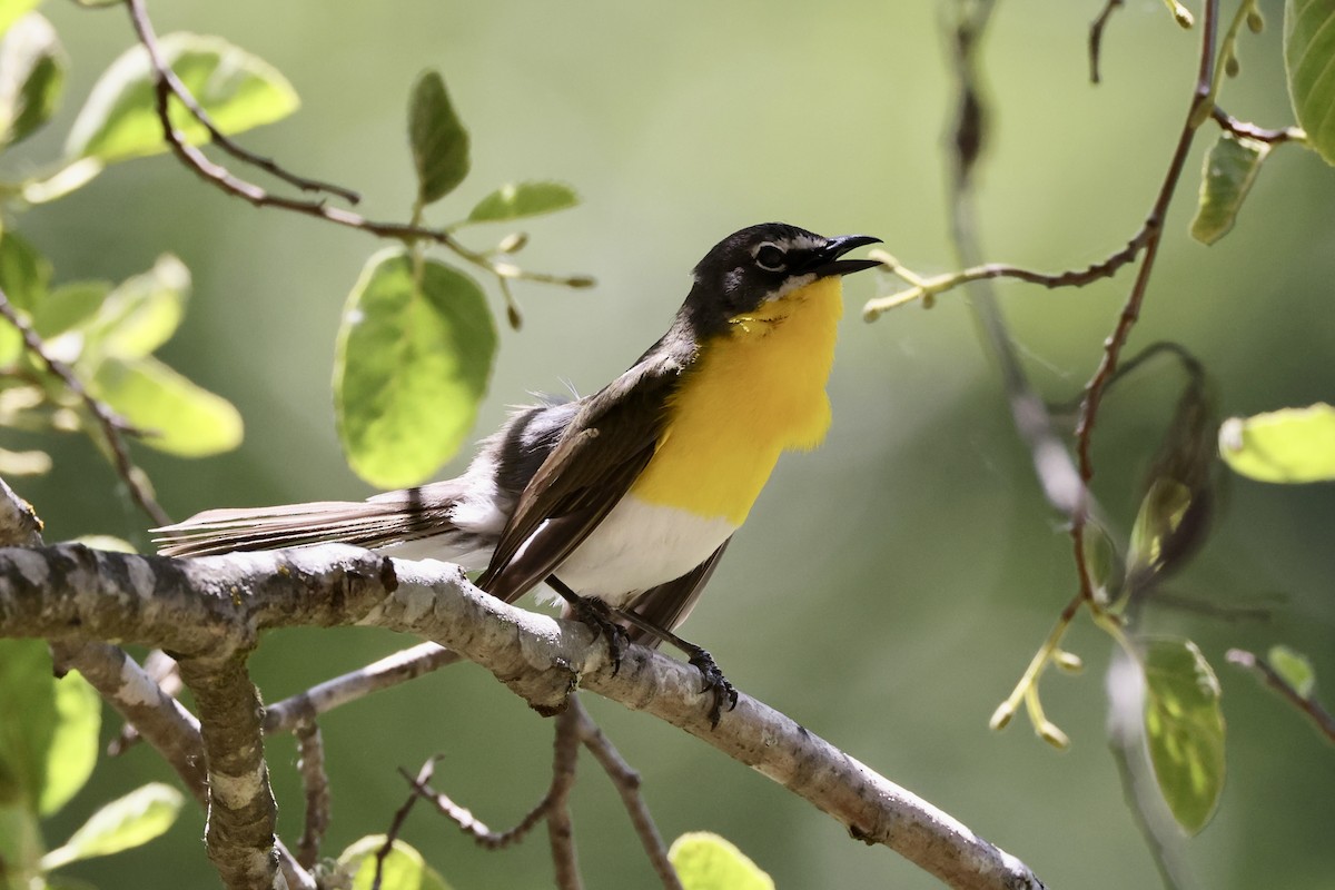 Yellow-breasted Chat - ML619647146