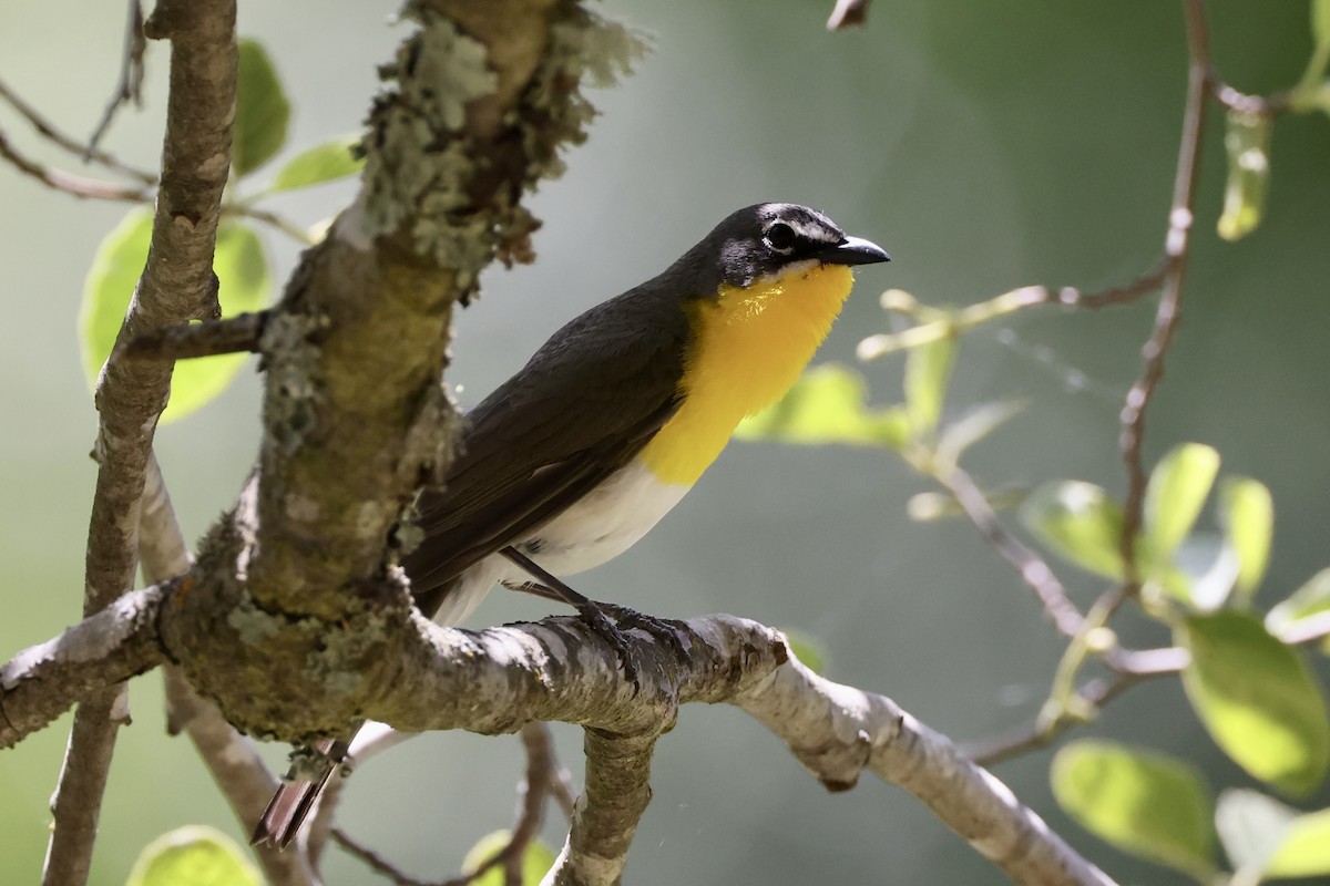 Yellow-breasted Chat - ML619647154