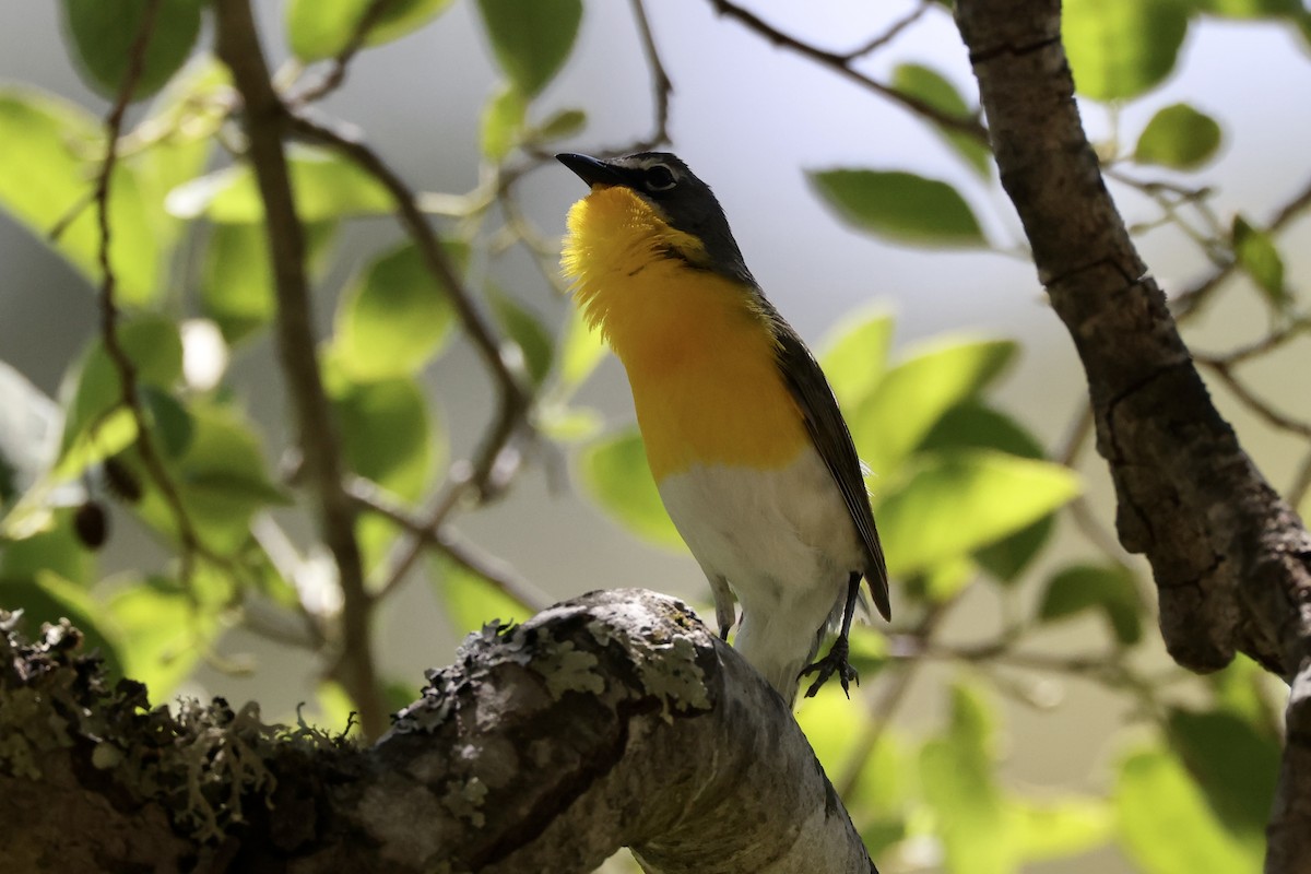 Yellow-breasted Chat - ML619647170