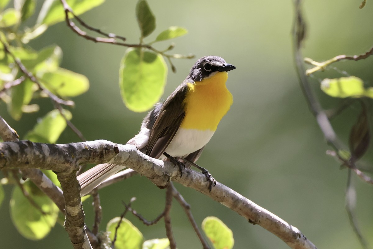 Yellow-breasted Chat - ML619647185