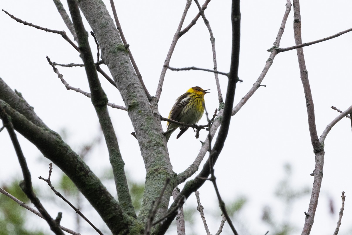 Cape May Warbler - ML619647198