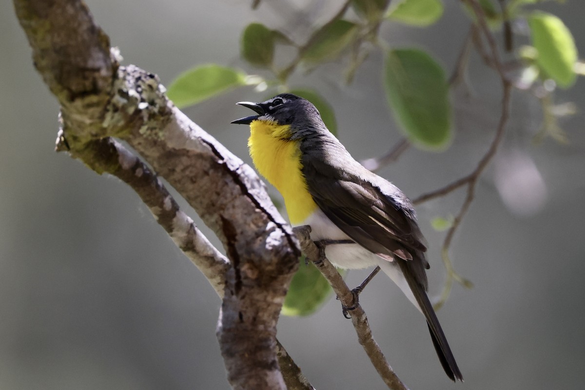 Yellow-breasted Chat - ML619647205