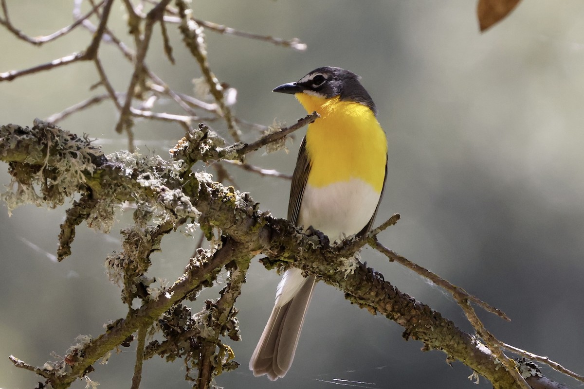 Yellow-breasted Chat - ML619647217