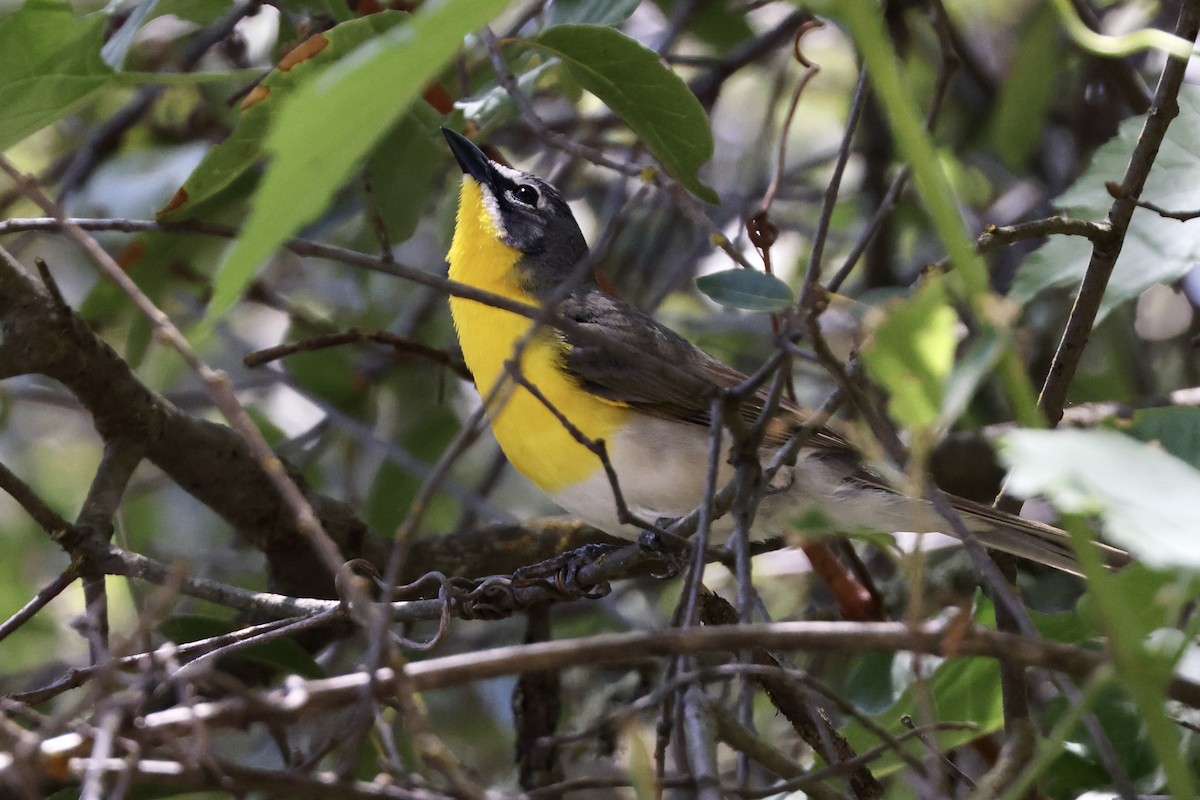 Yellow-breasted Chat - ML619647224