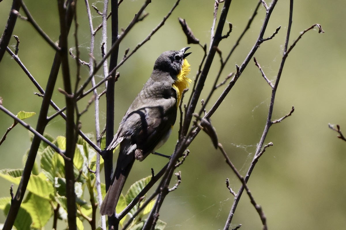 Yellow-breasted Chat - ML619647236