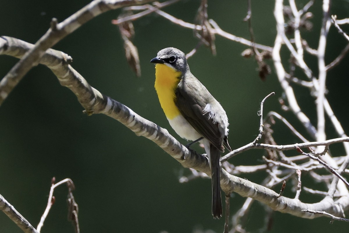 Yellow-breasted Chat - ML619647250