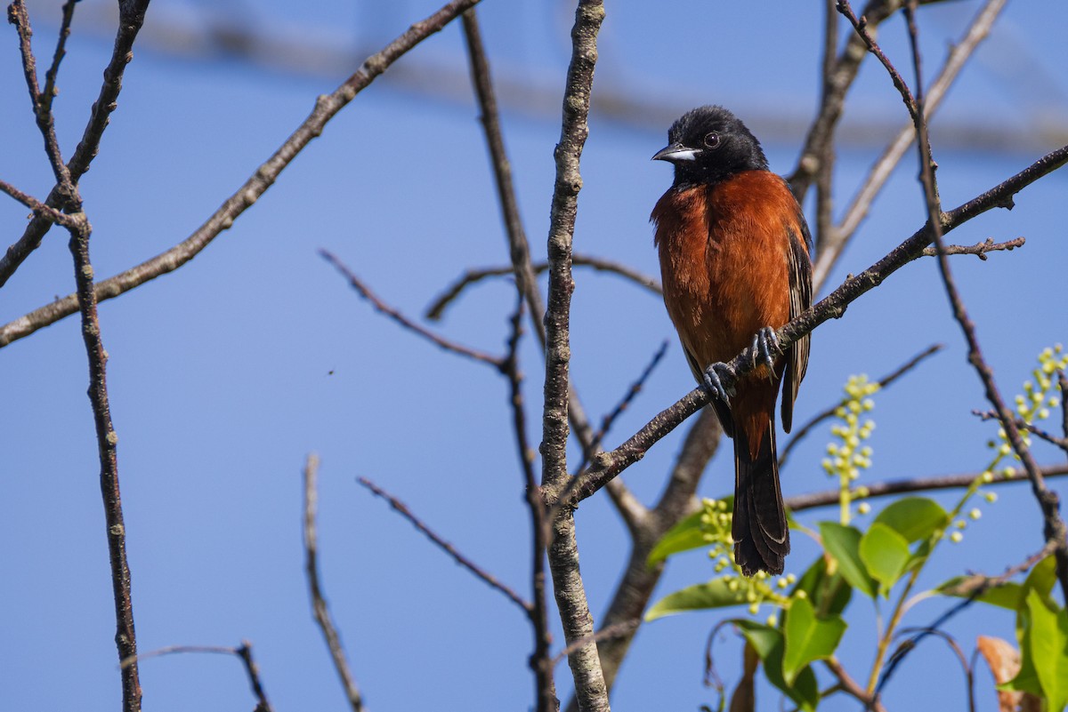 Orchard Oriole - ML619647265