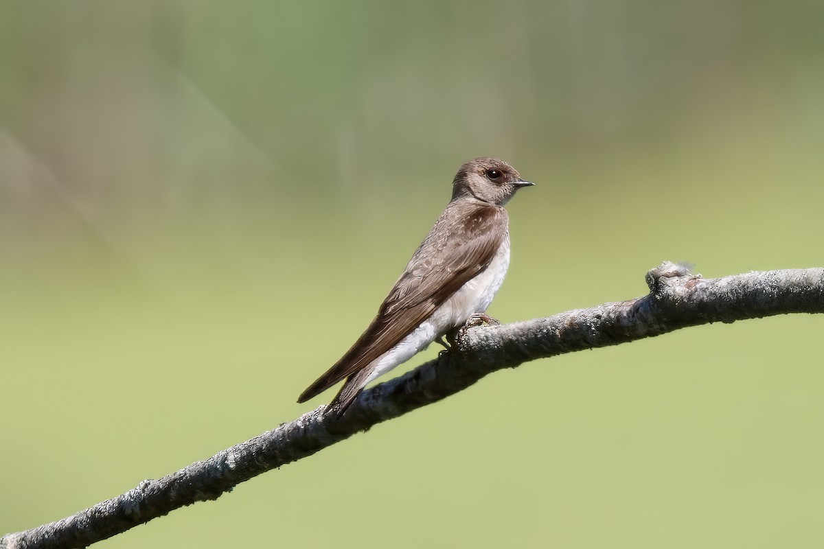 Northern Rough-winged Swallow - ML619647273