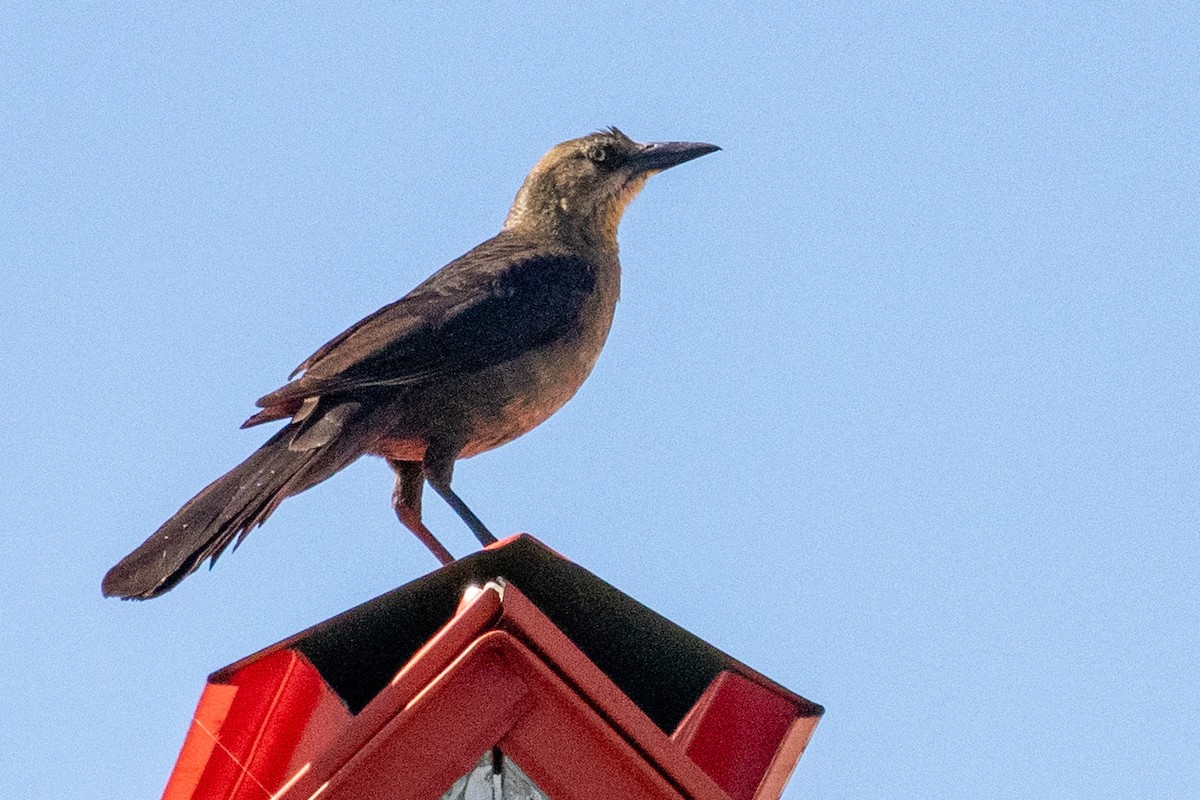 Great-tailed Grackle - ML619647292