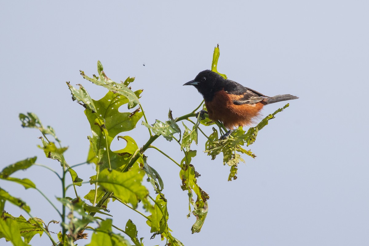 Orchard Oriole - ML619647338