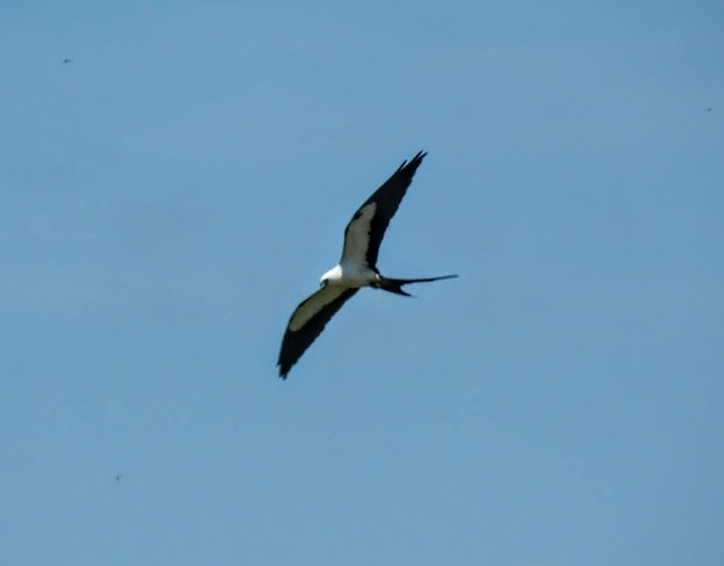 Swallow-tailed Kite - ML619647476