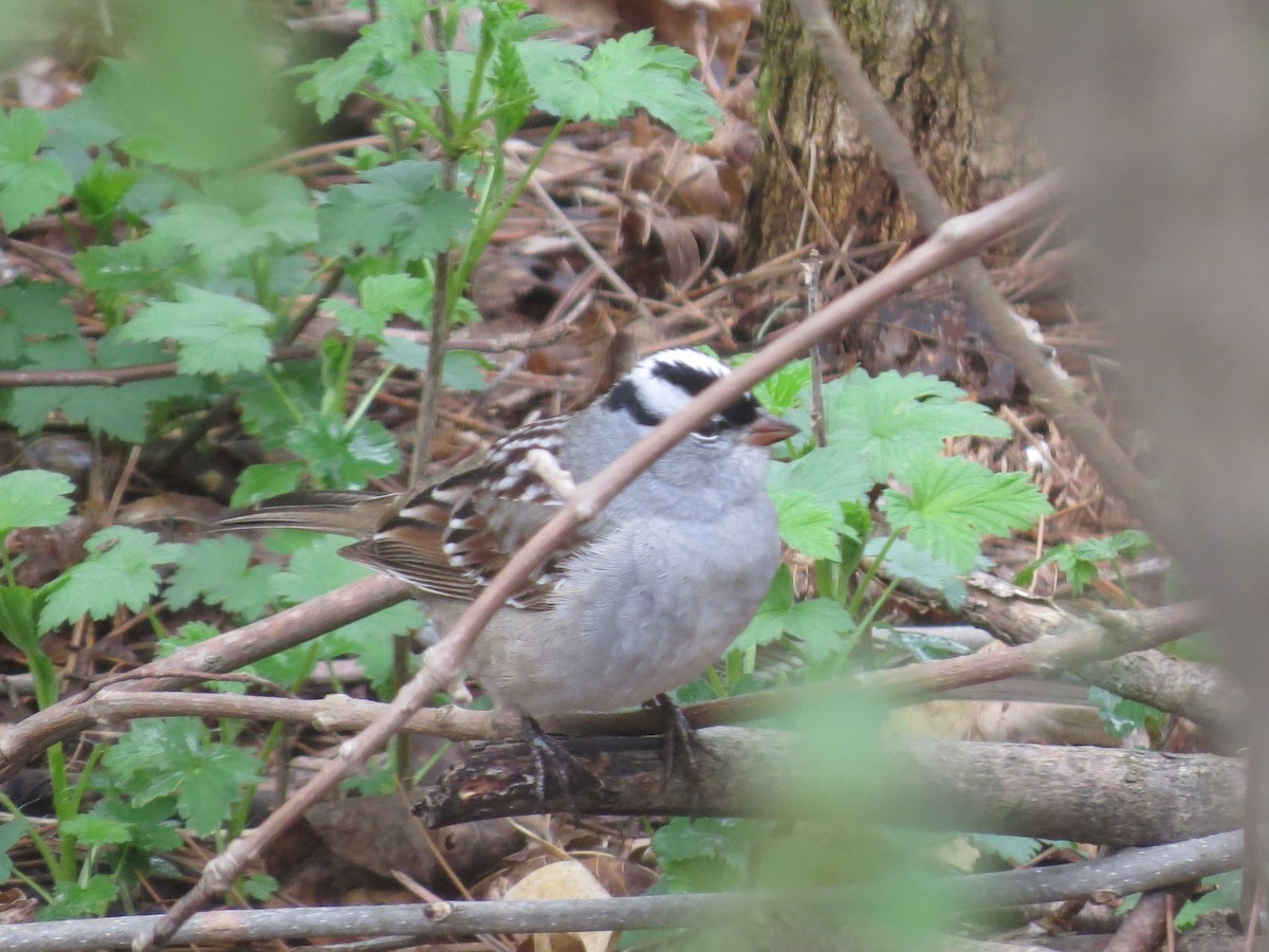 White-crowned Sparrow - ML619647510