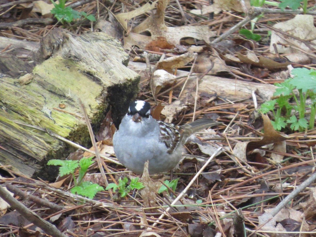 White-crowned Sparrow - ML619647511