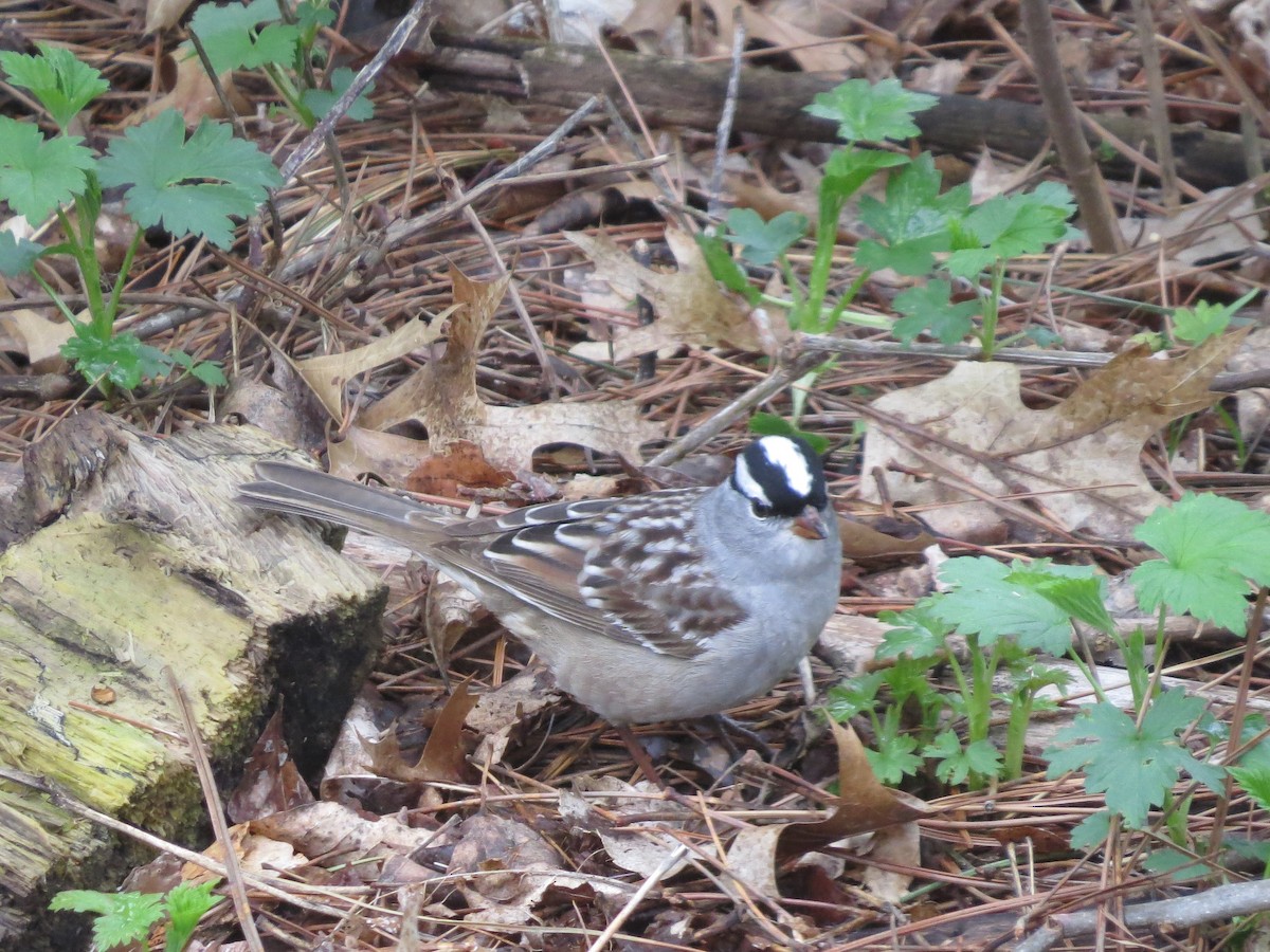 White-crowned Sparrow - ML619647512
