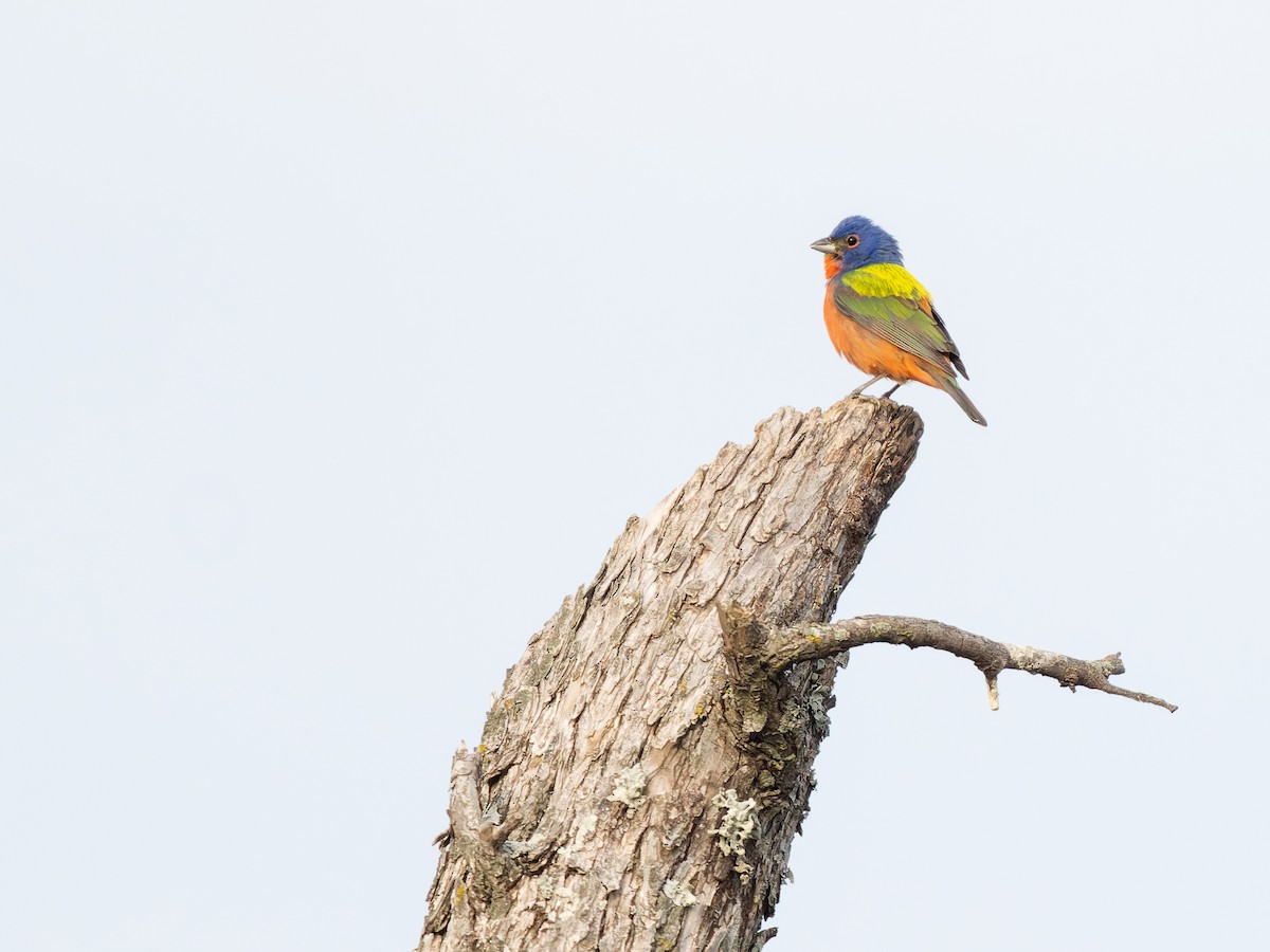 Painted Bunting - ML619647528