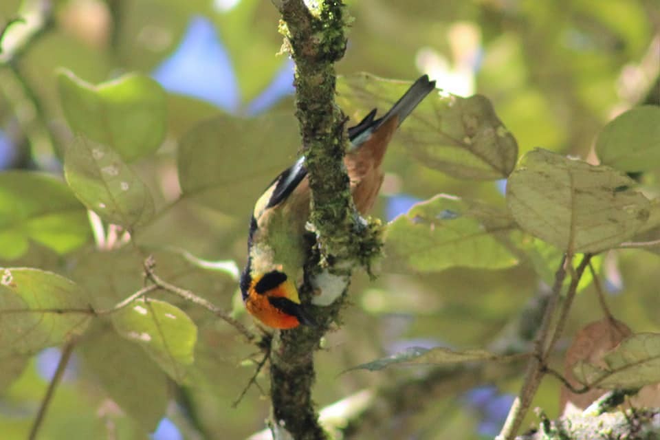 Flame-faced Tanager - ML619647612