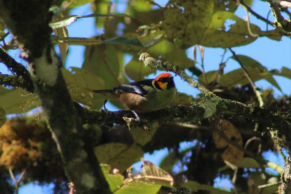 Flame-faced Tanager - ML619647617